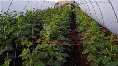 سلام: يكشف لـ