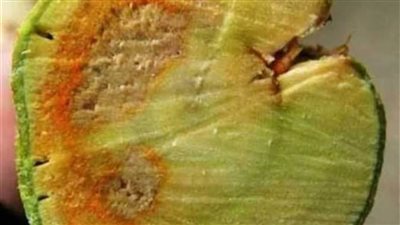 «زراعة الإسكندرية» تحذر من مرض جفاف الأفرع في الموالح «مالسيكو»