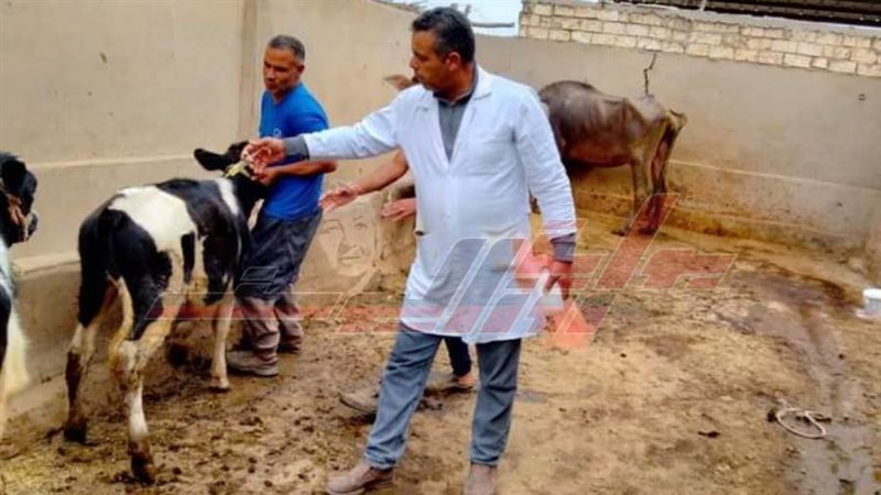 تطعيم المواشي