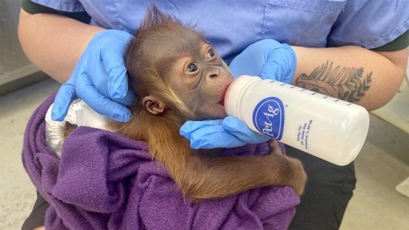 إنسان الغاب