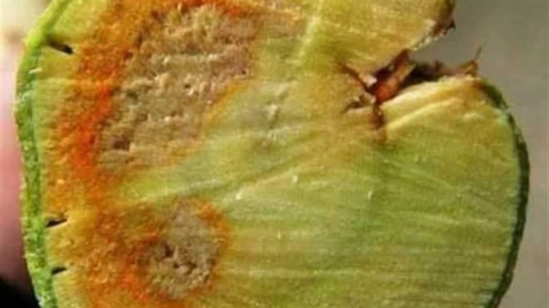 جفاف الافرع في الموالح