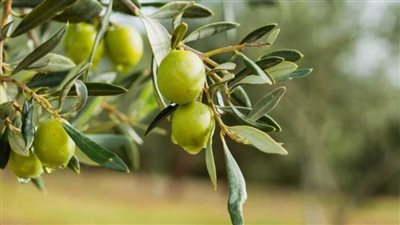 بعد توجيهات الرئيس.. كل شيء عن زراعة الزيتون في مصر 