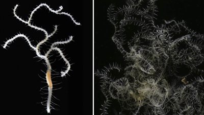 اكتشاف مخلوق غريب هو الثالث في الكوكب بعدة 