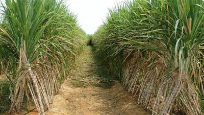 التموين: توريد أكثر من مليون طن قصب سكر حتى الآن