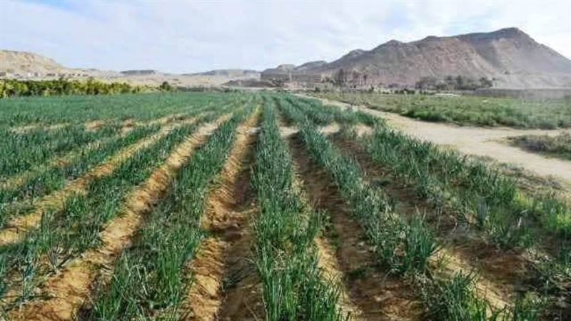 الزراعة في البحر