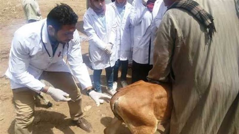 علاج 4205 رأس ماشية