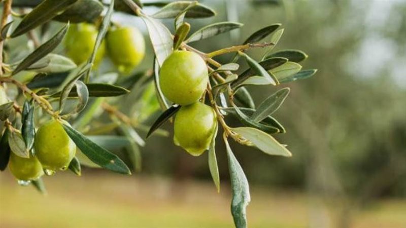 شجرة الزيتون