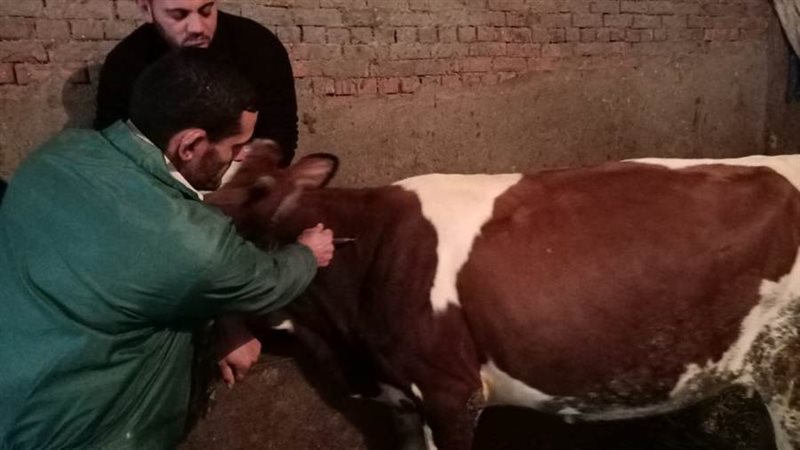 تحصين المواشى بالبحيرة