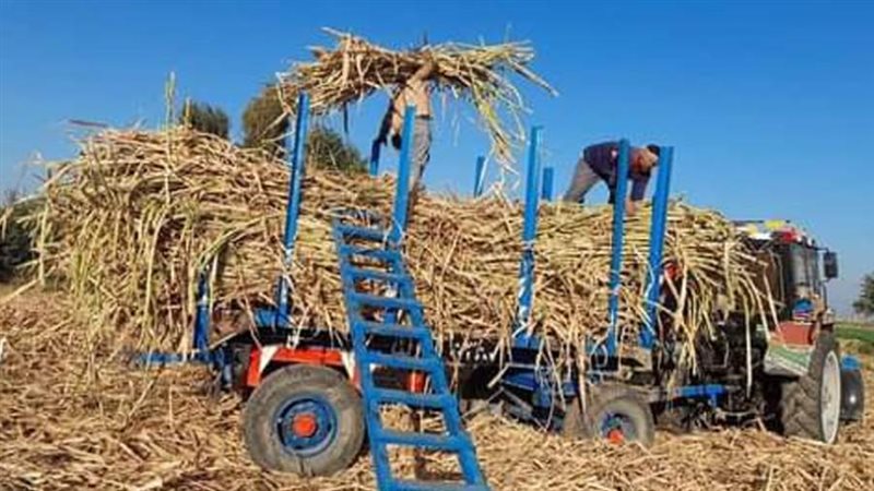 توريد قصب السكر