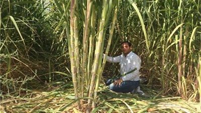 التموين:إنتاج أكثرمن 131 ألف طن سكر من القصب حتى الآن