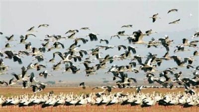  محمية اشتوم الجميل محطة إقلاع وملتقى الطيور المهاجرة  