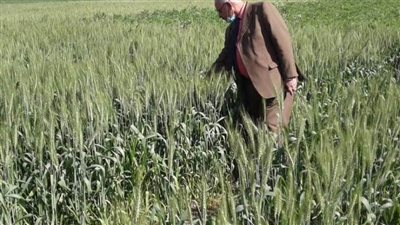 المنوفية: زراعة ما يزيد على 126 ألف فدان قمح بمراكز المحافظة