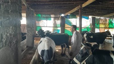 استمرار الحملة القومية للتحصين ضد مرضى الجلدي العقدي بالبحيرة 