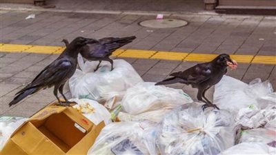 السويد.. برنامج لتدريب الغربان على جمع القمامة في الشوارع
