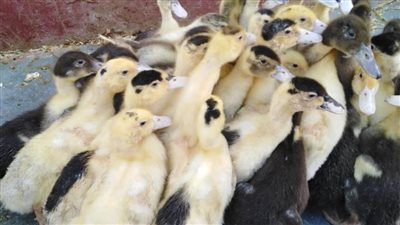 توزيع ٥١ ألفًا و٤٢٠ طائرا بمشروع تربية البط بالبحيرة