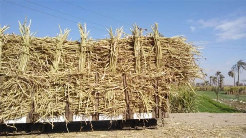 توريد قصب السكر