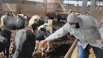 الطب البيطرى: تحصين 100 ألف رأس ماشية من الأبقار والأغنام بالبحيرة 