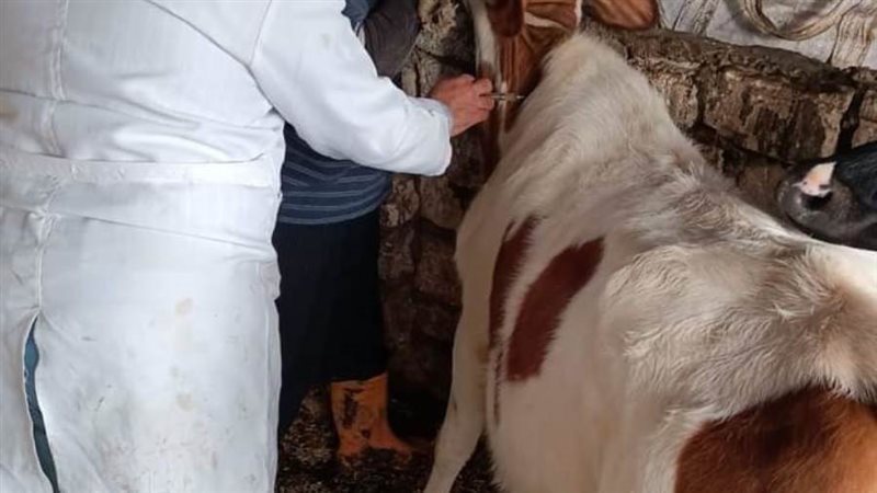 تحصين المواشى بالبحيرة