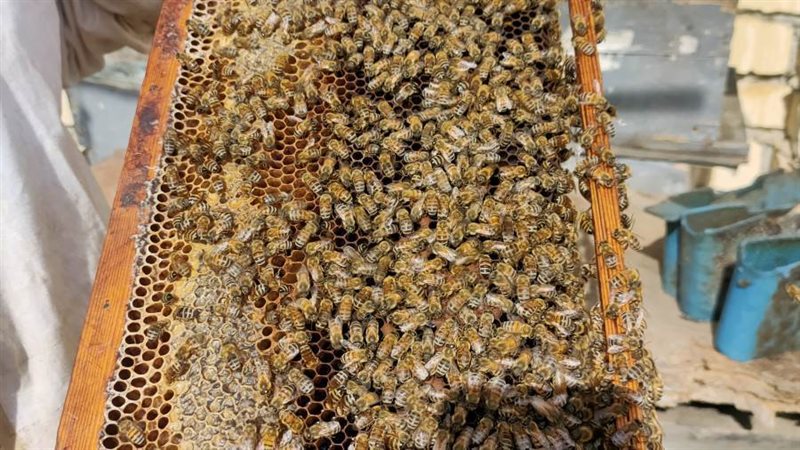 خلايا النحل