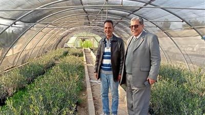 زراعة شمال سيناء تتسلم 20 ألف شتلة زيتون لتوزيعها بقرى الشيخ زويد 