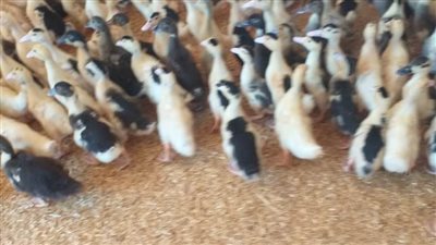 توزيع ٥٢ ألفًا و٣٢٠ طائرا بمشروع تربية البط بمدن ومراكز البحيرة