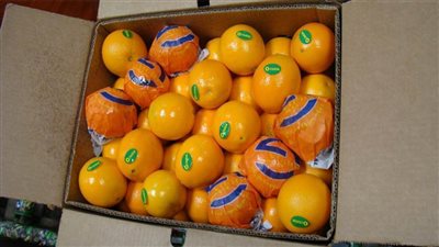 آخر تطورات احتجاز شحنات من صادرات البرتقال المصرية بالموانئ الروسية