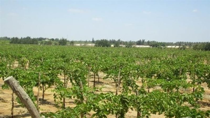 صورة أرشفيه