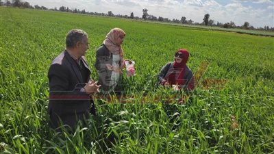 حقول إرشادية للمزارعين ومتابعة الزراعات بكفر الشيخ