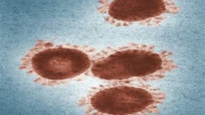 دراسة: غذاء يظهر 