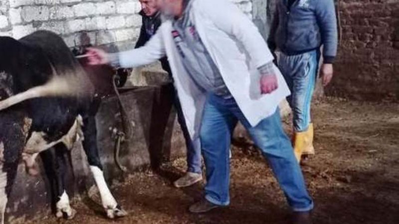 تحصين الماشية