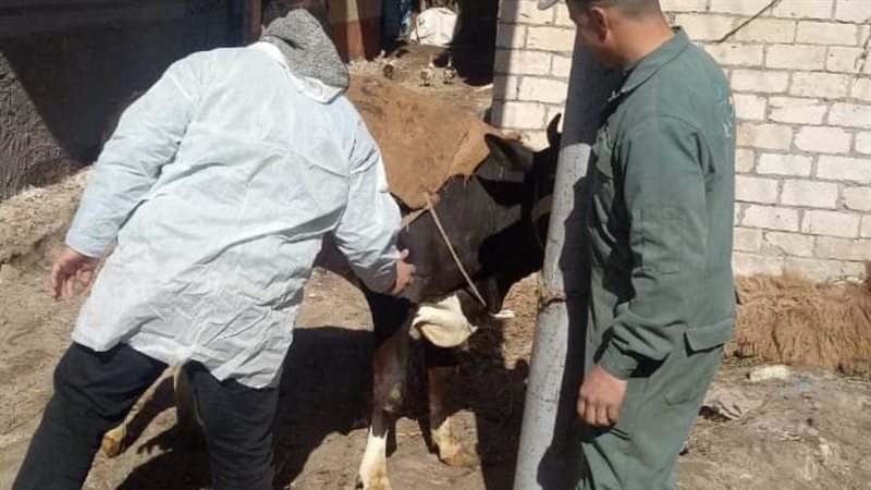 تحصين الماشية