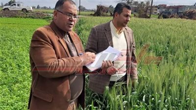 محافظ كفر الشيخ يوجه بمتابعة زراعات القمح ومكافحة الأصداء والآفات