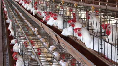 بورصة الدواجن في مصر.. تحديث يومي