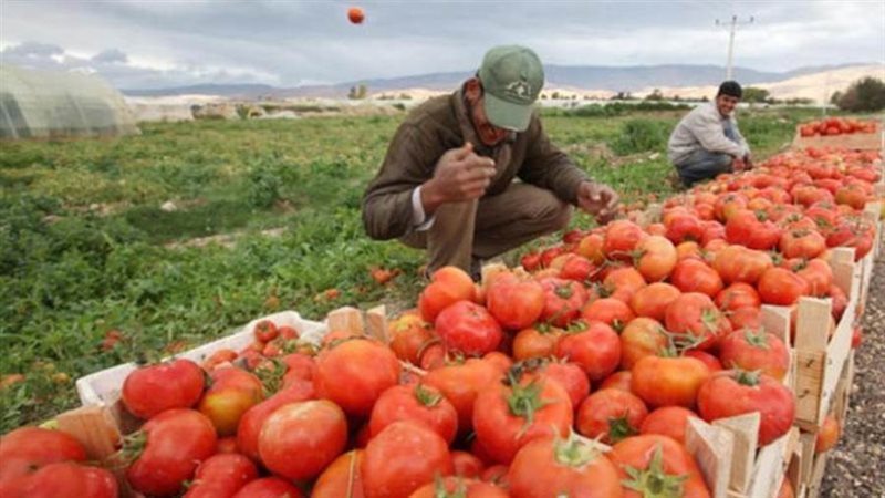 صادرات مصر الزراعية