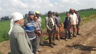 زراعة كفر الشيخ تنفذ مدارس حقلية لمتابعة مشروع الإيكاردا