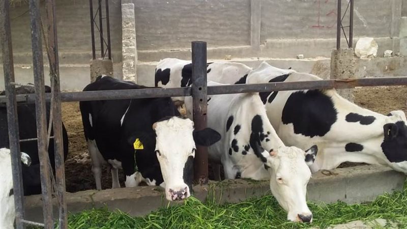 تحصين المواشى بالبحيرة