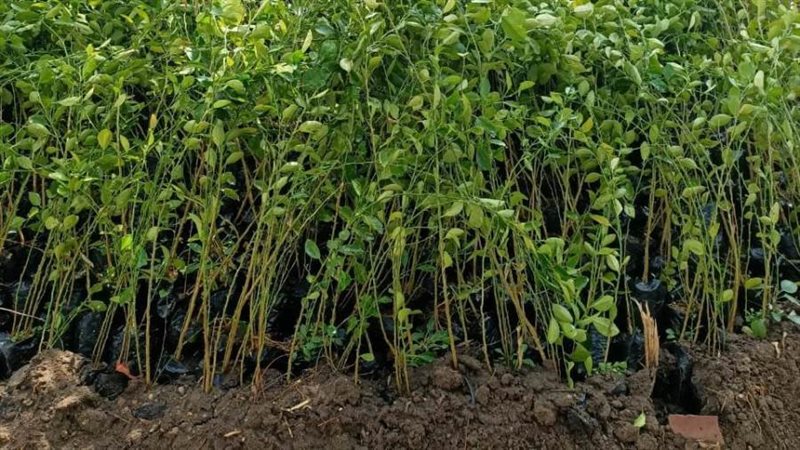 شتلات أشجار زيتون