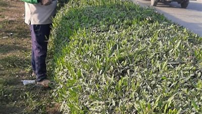 تعرف على جهود محلية مركز بني سويف في ملفات النظافة والتجميل