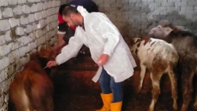 تحصين 353 ألف رأس ماشية من الأبقار والأغنام ضد مرضي الجلدي العقدي وجدري الأغنام بالبحيرة
