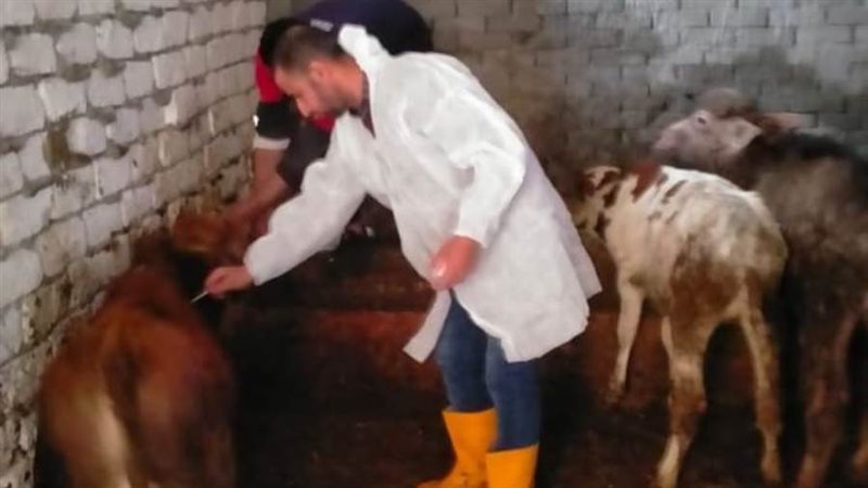 تحصين المواشى بالبحيرة