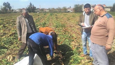 افتتاح موسم حصاد بنجر السكر بزراعة البحيرة