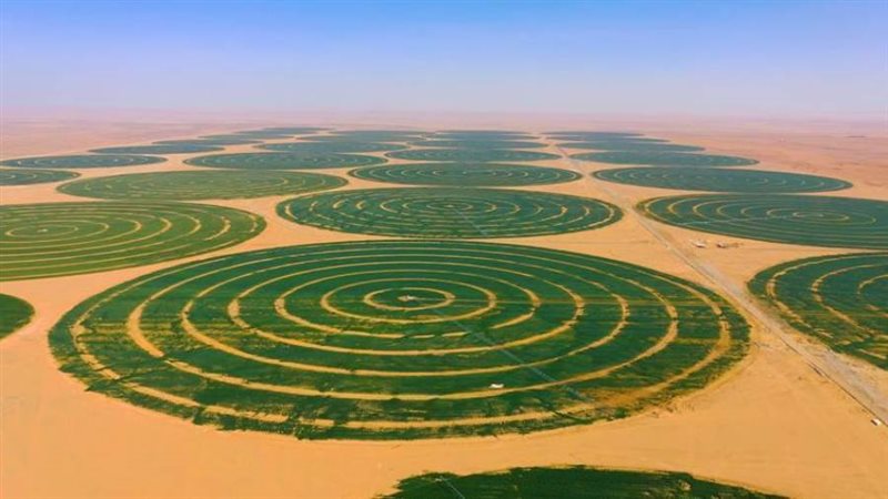 قطاع الزراعة