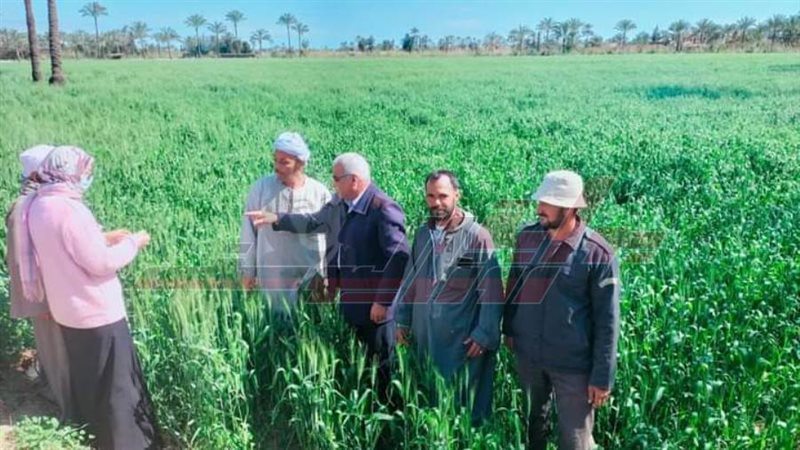 زراعة كفرالشيخ