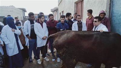 الكشف على 34 ألف رأس ماشية والمشاركة في 14 قافلة سكانية مجانية بالبحيرة