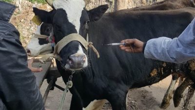 محافظة الإسكندرية تحصن 163 ألف رأس ماشية و124 ألف طائر خلال شهر