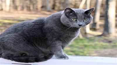 بعد فرض العقوبات على القطط.. تعرف على مواصفات كل من القط الروسي والأوكراني 