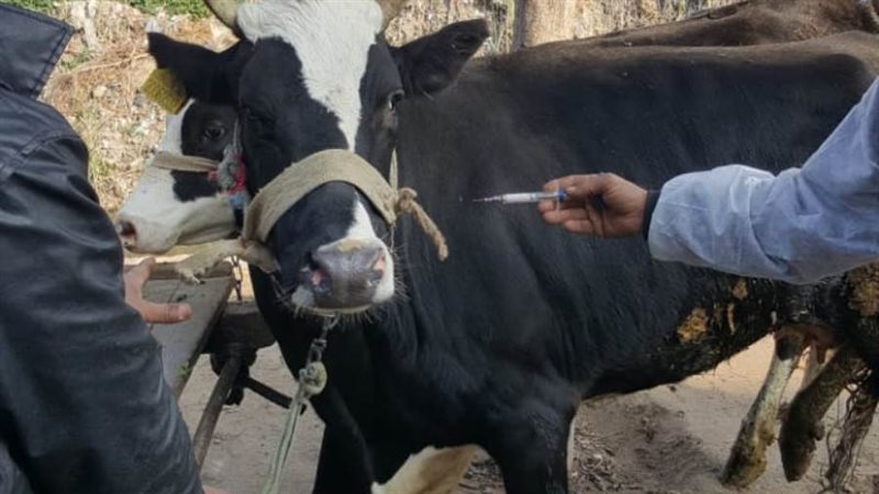 حماية الثروة الحيوانية