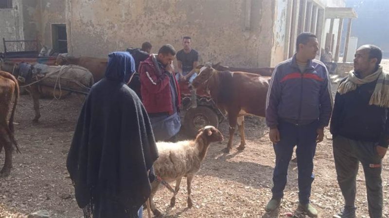 تحصين الماشية