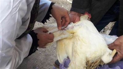 بيطري الشرقية.. تحصين 140 ألف طائر ضد مرض أنفلونزا الطيور خلال شهر فبراير