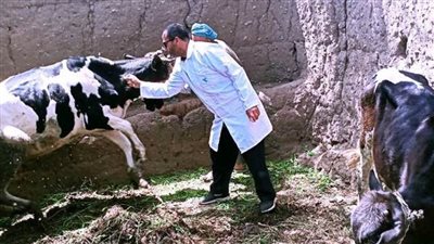 بيطري البحيرة: تحصين 10 آلاف رأس ماشية وأغنام و1800طائر